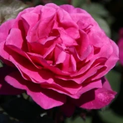 Speciale Roos (Rosa 'Blackberry Nip') -Tuin Stek Verkoop rosa blackberry nip 4 1