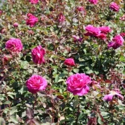 Speciale Roos (Rosa 'Blackberry Nip') -Tuin Stek Verkoop rosa blackberry nip 5