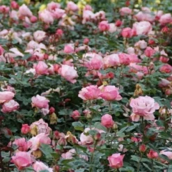Grootbloemige Roos (Rosa 'Blue Girl') -Tuin Stek Verkoop rosa blue girl 2