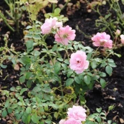 Trosroos (Rosa 'Bonica 82') -Tuin Stek Verkoop rosa bonica 82 1