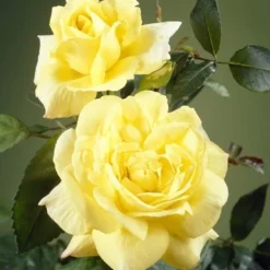 Klimroos (Rosa 'Climbing Chinatown')