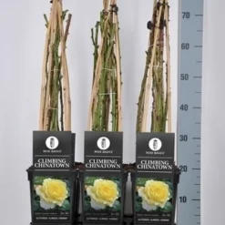 Klimroos (Rosa 'Climbing Chinatown') -Tuin Stek Verkoop rosa climbing chinatown in de winter