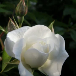 Klimroos (Rosa 'Climbing Snow Princess')