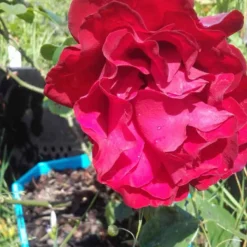 Klimroos (Rosa 'Grand Hotel') -Tuin Stek Verkoop rosa grand hotel 2