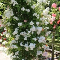 Miniklimroos (Rosa 'Guirlande D'Amour') -Tuin Stek Verkoop rosa guirlande d amour