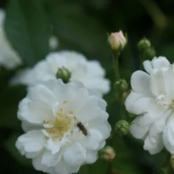 Miniklimroos (Rosa 'Guirlande D'Amour') -Tuin Stek Verkoop rosa guirlande d amour 1