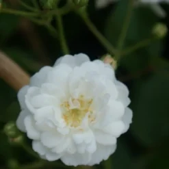 Miniklimroos (Rosa 'Guirlande D'Amour') -Tuin Stek Verkoop rosa guirlande d amour 2