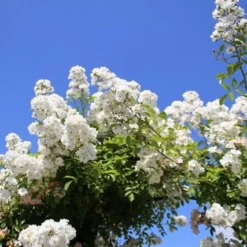 Miniklimroos (Rosa 'Guirlande D'Amour') -Tuin Stek Verkoop rosa guirlande d amour 2 2