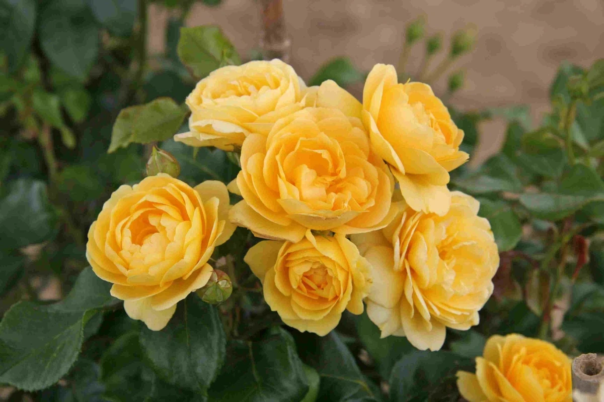 Trosroos (Rosa 'Indiane') 1 Trosroos (Rosa 'Indiane')