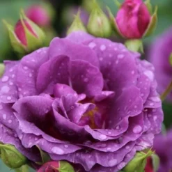 Trosroos (Rosa 'Minerva') -Tuin Stek Verkoop rosa minerva 2