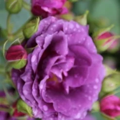 Trosroos (Rosa 'Minerva') -Tuin Stek Verkoop rosa minerva 1