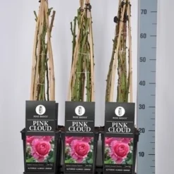 Klimroos (Rosa 'Pink Cloud') -Tuin Stek Verkoop rosa pink cloud in de winter
