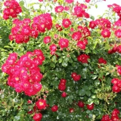 Miniklimroos (Rosa 'Rambling Rosie') -Tuin Stek Verkoop rosa rambling rosie 2