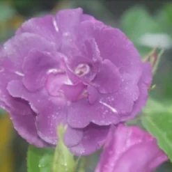 Roos (Rosa 'Rhapsody In Blue') -Tuin Stek Verkoop rosa rhapsody in blue 1 2 1