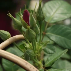 Roos (Rosa 'Rhapsody In Blue') -Tuin Stek Verkoop rosa rhapsody in blue 1 3