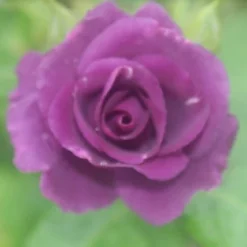 Roos (Rosa 'Rhapsody In Blue') -Tuin Stek Verkoop rosa rhapsody in blue 2 2 1