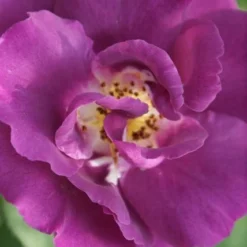 Roos (Rosa 'Rhapsody In Blue') -Tuin Stek Verkoop rosa rhapsody in blue 2 3