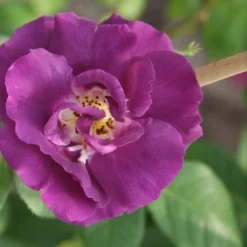 Roos (Rosa 'Rhapsody In Blue') -Tuin Stek Verkoop rosa rhapsody in blue 3 2