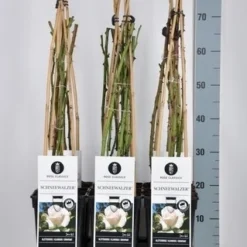 Klimroos (Rosa 'Schneewalzer')