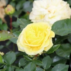 Bodembedekkende Roos (Rosa 'Solero') 7 Bodembedekkende Roos (Rosa 'Solero') -Tuin Stek Verkoop rosa solero 2