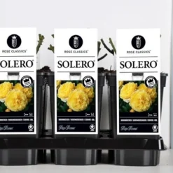 Bodembedekkende Roos (Rosa 'Solero') 6 Bodembedekkende Roos (Rosa 'Solero') -Tuin Stek Verkoop rosa solero in de winter