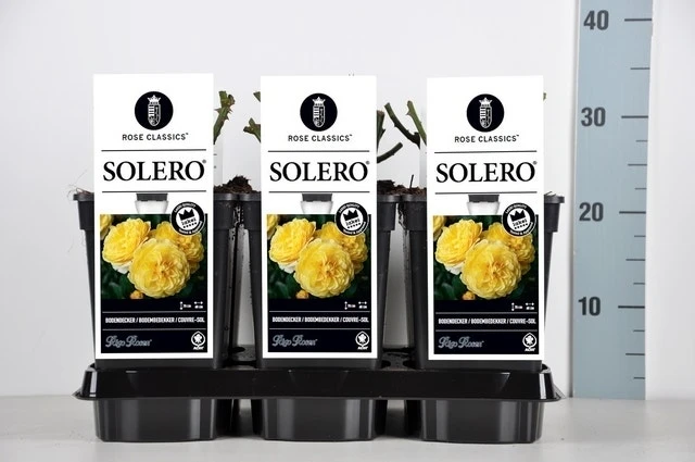 Bodembedekkende Roos (Rosa 'Solero') 3 Bodembedekkende Roos (Rosa 'Solero') - Afbeelding 3
