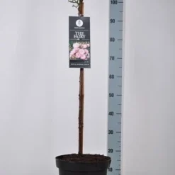 Stamroos (Rosa 'The Fairy') -Tuin Stek Verkoop rosa thefairy stam70 kaal