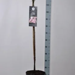 Stamroos (Rosa 'The Fairy') -Tuin Stek Verkoop rosa thefairy stam90 kaal