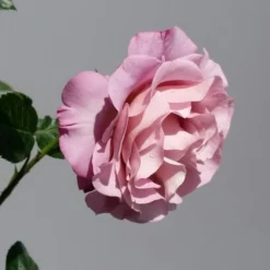 Grootbloemige Roos (Rosa 'Blue Girl') -Tuin Stek Verkoop rosabluegirl03