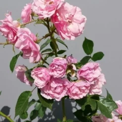 Trosroos (Rosa 'Bonica 82') -Tuin Stek Verkoop rosabonica01