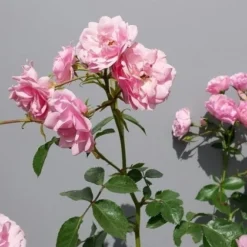 Trosroos (Rosa 'Bonica 82') -Tuin Stek Verkoop rosabonica02