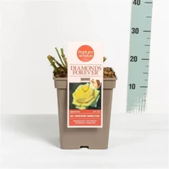 Grootbloemige Roos (Rosa 'Diamonds Forever') -Tuin Stek Verkoop rosadiamondsforever03