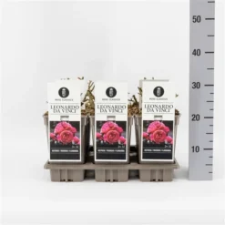 Trosroos (Rosa 'Leonardo Da Vinci') -Tuin Stek Verkoop rosaleonardodavinci03