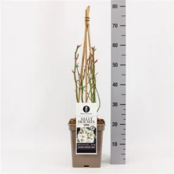 Roos (Rosa 'Sally Holmes') -Tuin Stek Verkoop rosasallyholmes01