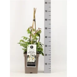 Roos (Rosa 'Sally Holmes') -Tuin Stek Verkoop rosasallyholmes02 1