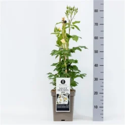 Roos (Rosa 'Sally Holmes') -Tuin Stek Verkoop rosasallyholmes04 1