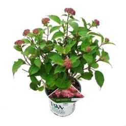 Hortensia (Hydrangea 'Ruby Annabelle') 11 Hortensia (Hydrangea 'Ruby Annabelle') -Tuin Stek Verkoop ruby annabelle