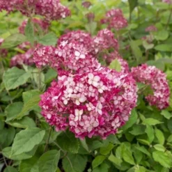 Hortensia (Hydrangea 'Ruby Annabelle') 8 Hortensia (Hydrangea 'Ruby Annabelle') -Tuin Stek Verkoop ruby annabelle 5