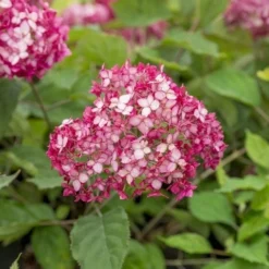 Hortensia (Hydrangea 'Ruby Annabelle') 10 Hortensia (Hydrangea 'Ruby Annabelle') -Tuin Stek Verkoop ruby annabelle 6