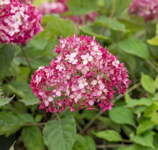 Hortensia (Hydrangea 'Ruby Annabelle') 5 Hortensia (Hydrangea 'Ruby Annabelle') - Afbeelding 5
