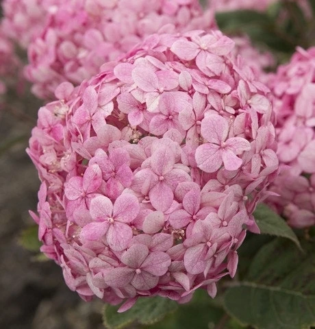 Hortensia (Hydrangea 'Ruby Annabelle') 1 Hortensia (Hydrangea 'Ruby Annabelle')