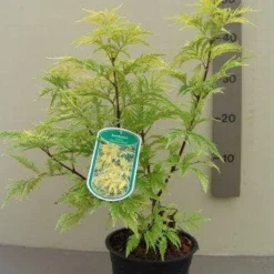 Vlier (Sambucus Racemosa 'Plumosa Aurea') -Tuin Stek Verkoop sambucus rac. plumosa aurea c2.5