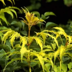 Vlier (Sambucus Racemosa 'Plumosa Aurea') -Tuin Stek Verkoop sarpaure 15 3