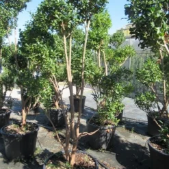 Camelia Als Bonsai (Camellia Sasanqua) 19 Camelia Als Bonsai (Camellia Sasanqua) -Tuin Stek Verkoop sasanquapompon02