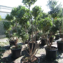 Camelia Als Bonsai (Camellia Sasanqua) 18 Camelia Als Bonsai (Camellia Sasanqua) -Tuin Stek Verkoop sasanquapompon03