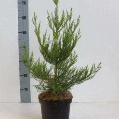 Mammoetboom (Sequoiadendron Giganteum) -Tuin Stek Verkoop seqouiadendron giganteum 40 50 co. 3l kopie