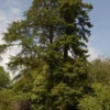 Kustmammoetboom (Sequoia Sempervirens)