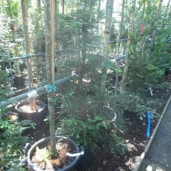 Kustmammoetboom (Sequoia Sempervirens) -Tuin Stek Verkoop sequoia sempervirens 125 150 c20