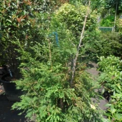 Kustmammoetboom (Sequoia Sempervirens) -Tuin Stek Verkoop sequoia sempervirens 150 175 c35