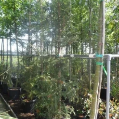 Kustmammoetboom (Sequoia Sempervirens) -Tuin Stek Verkoop sequoia sempervirens 200 250 c35 1